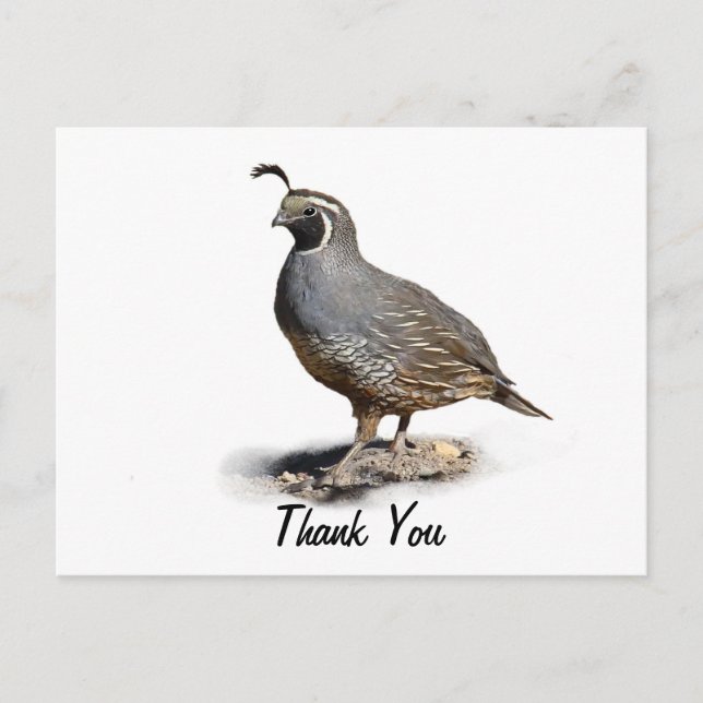 CARTÃO POSTAL CALIFÓRNIA QUAIL - OBRIGADO (Frente)