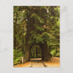 Cartão Postal Califórnia   Redwood Drive Através De Árvore