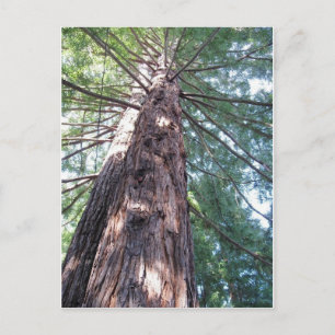 Cartão Postal California Redwood Upshot