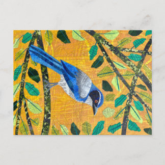 Cartão Postal California Scrub Jay