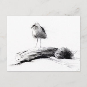 Cartão Postal California Seagull 2012