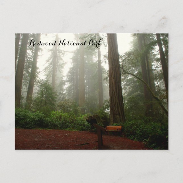 Cartão Postal Califórnia Sequoias (Frente)