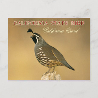Cartão Postal California State Bird - California Quail