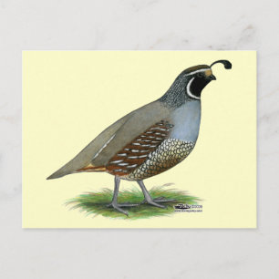 Cartão Postal California Valley Quail