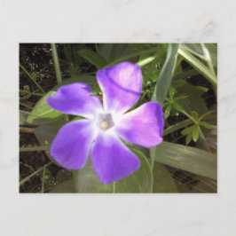 Cartão Postal California Wildflower