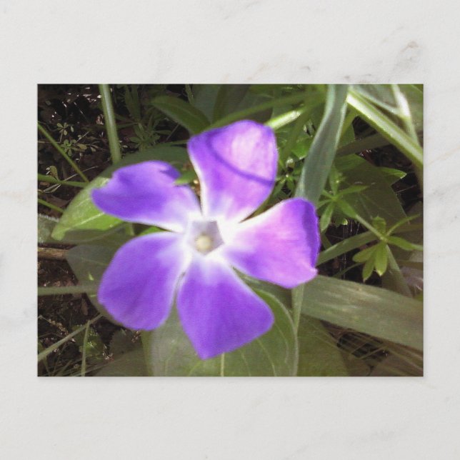 Cartão Postal California Wildflower (Frente)