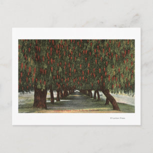 Cartão Postal CaliforniaGroves de Pepper Trees
