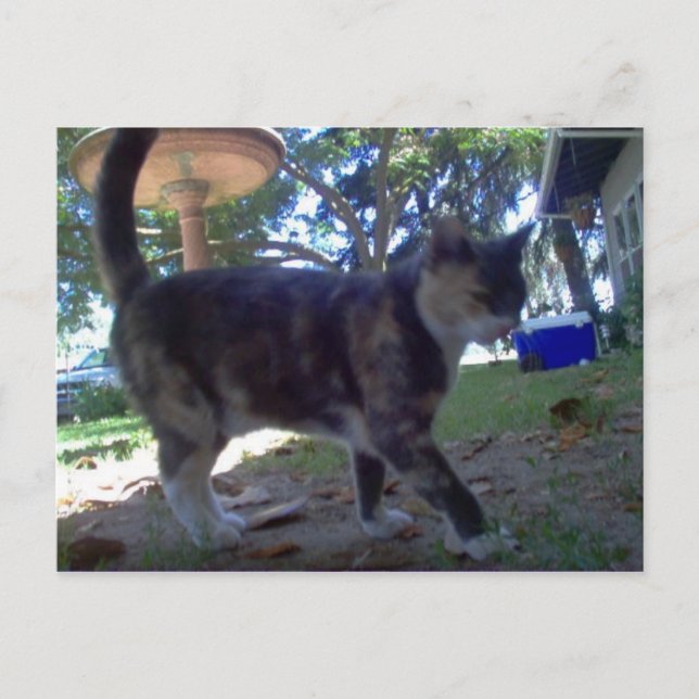 Cartão Postal Calíope (Frente)