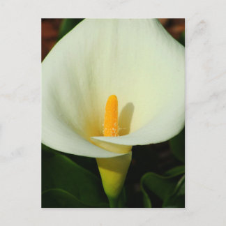 Cartão Postal Calla Lilly