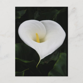 Cartão Postal Calla Lilly