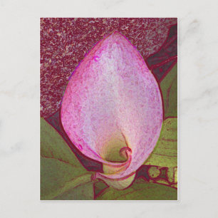 Cartão Postal Calla Lily
