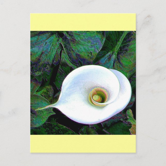 Cartão Postal Calla Lily 2011 (Frente)