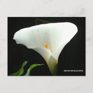 Cartão Postal Calla Lily em Preto