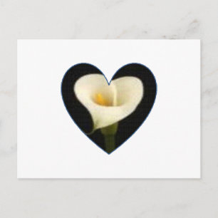 Cartão Postal Calla Lily Heart Postcard