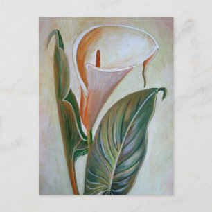 Cartão Postal Calla Lily Linda Arte Botânica