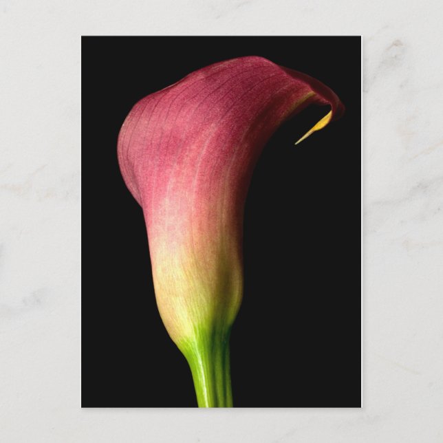 Cartão Postal Calla Lily Rosa (Frente)