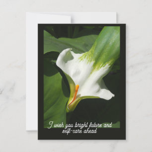 Cartão Postal Calla Lily, Zantedeschia