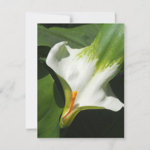 Cartão Postal Calla Lily, Zantedeschia