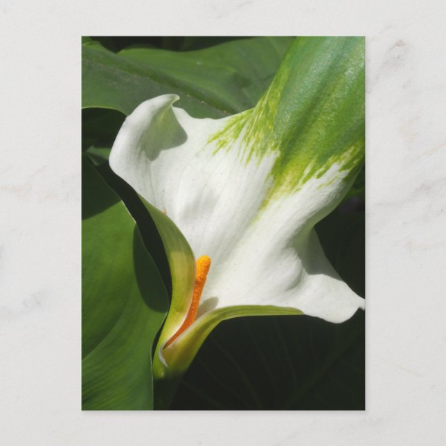 Cartão Postal Calla Lily, Zantedeschia (Frente)