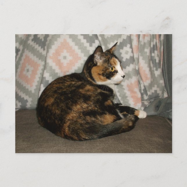 Cartão Postal Callie Cat em Sofa (Frente)