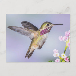 Cartão Postal Calliope Hummingbird a Púrpura e Rosa