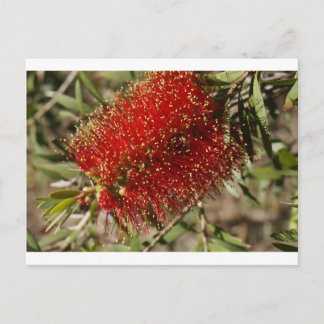 CARTÃO POSTAL CALLISTEMON RED BOTTLE BRUSH TREE FLOWER AUSTRÁLIA