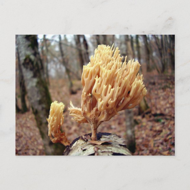 Cartão postal Calocera viscosa (Frente)