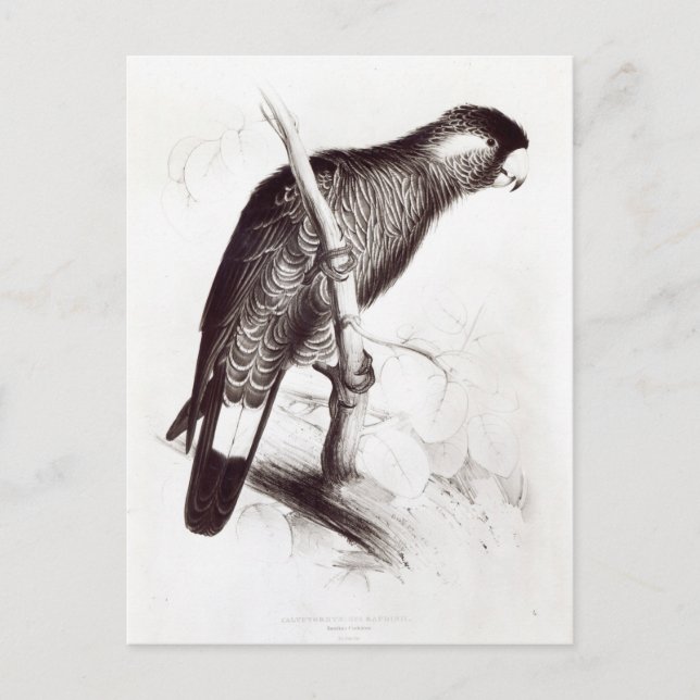 Cartão Postal Calyptorhynchus Baudinii, ou Cockatoo de Baudin (Frente)