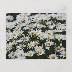 Cartão Postal Cama Daisy