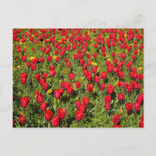 Cartão Postal Cama de Tulipas (Frente)