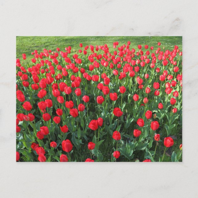 Cartão Postal Cama de Tulipas Vermelhas 01 (Frente)