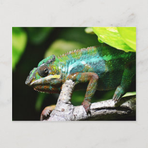 Cartão Postal Camaleão colorido
