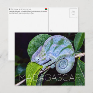 Cartão Postal Camaleão Pantera, Kirindy, Viagem à Madagascar
