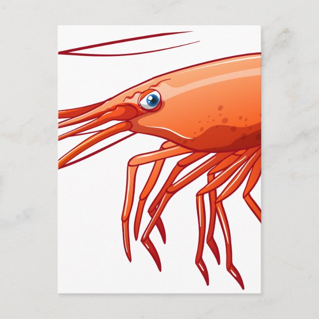 Cartão Postal Camarão (Frente)