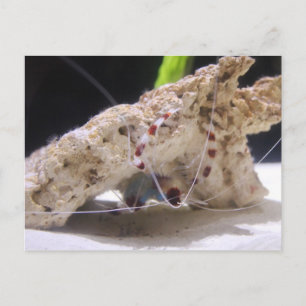 Cartão Postal Camarão de Coral Bandido