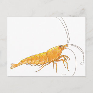 Cartão Postal Camarão Laranja Sakura