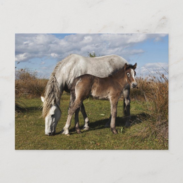Cartão Postal Camargue Horse Foal com Mãe (Frente)