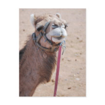 Camel