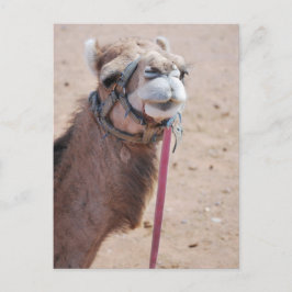 Cartão Postal Camel