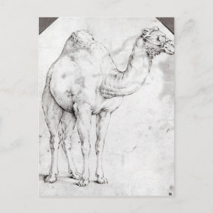 Cartão Postal Camel