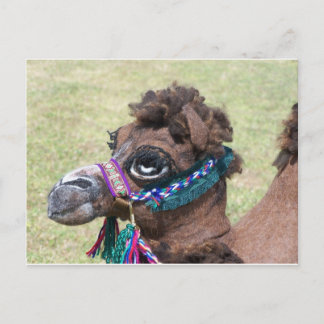 Cartão Postal Camel