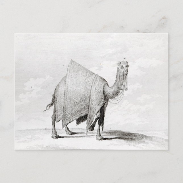 Cartão Postal Camel (Frente)