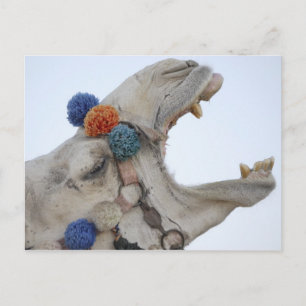 Cartão Postal Camel