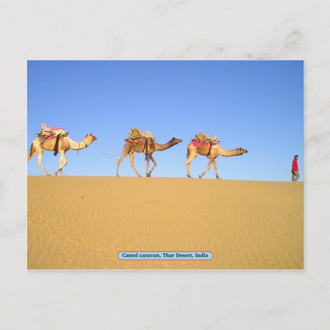 Cartão Postal Camel caravan, Thar Desert, Índia (Frente)