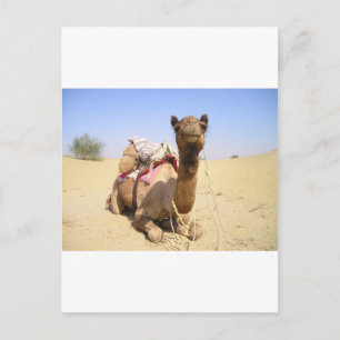 Cartão Postal Camel Desert Médio Oriente Paz Amor Natureza Desti