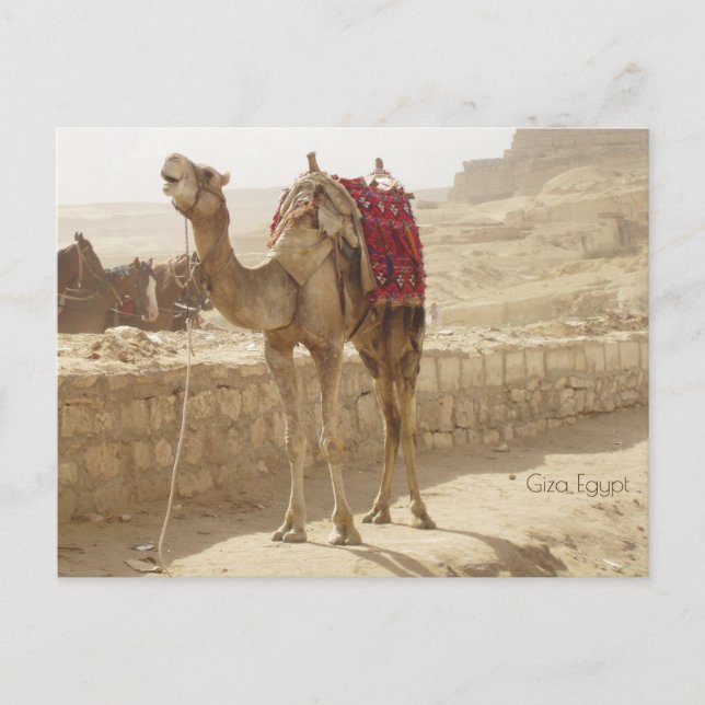 Cartão Postal Camel em Giza Egito (Frente)