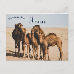 Cartão Postal Camel Family Isfahan Província de Aran o Bidgol Ir