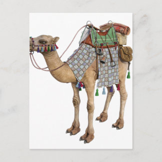 Cartão Postal Camel preparado para Ancient Rider
