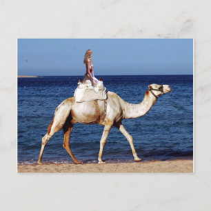 Cartão Postal Camel Rider pelo Mar
