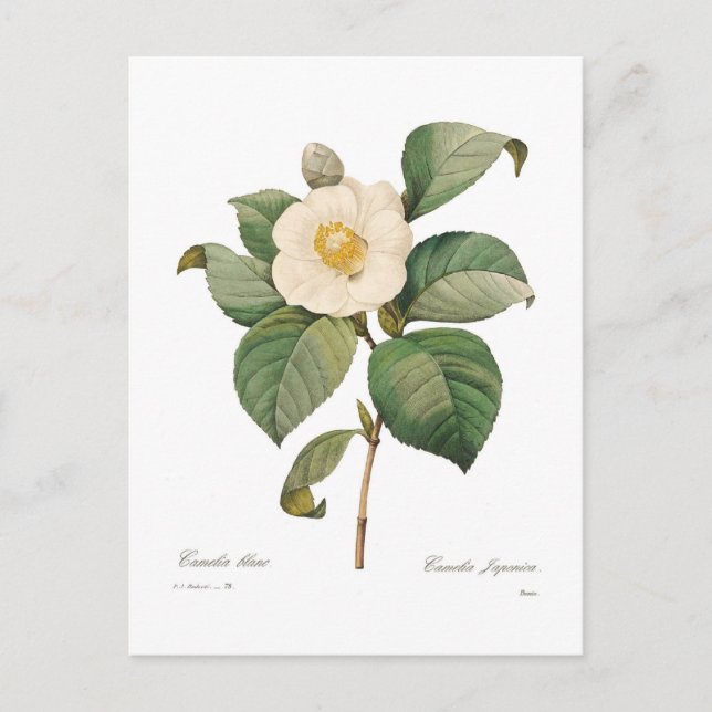 Cartão Postal Camélia solteiro branca (Frente)